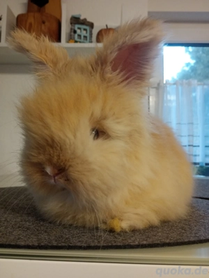 Englische Angora Häsin 8 Wochen 