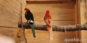 1.1 Zuchtpaar abzugeben