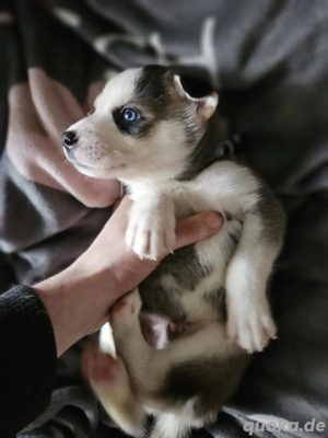 10 Siberien Husky welpen 