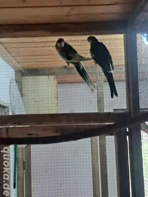 Gebe 1.ZP Rosellasittche in Weißflügelschecken  Bild 2