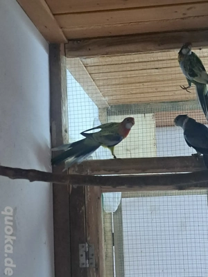 Gebe 1.ZP Rosellasittche in Weißflügelschecken  Bild 3