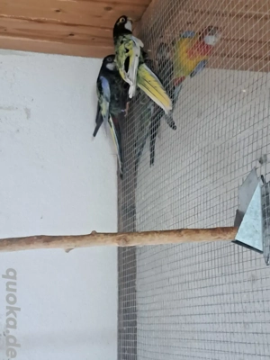 Gebe 1.ZP Rosellasittche Schwarzweißflügelschecken ab.