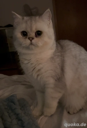 Kätzchen suchen neue Besitzer