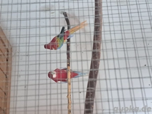 Gebe 1.ZP Rosellasittche in Opalin Goldengold. 