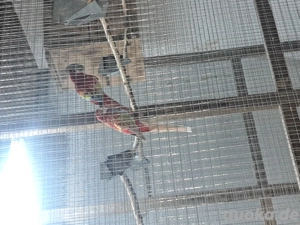 Gebe 1.ZP Rosellasittche in Opalin Goldengold 