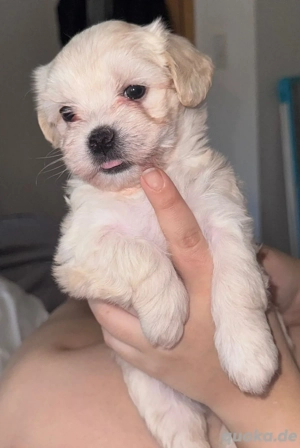 malteser mix weibchen 
