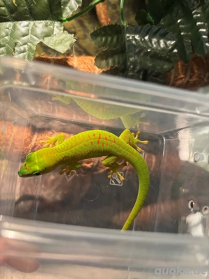 Großer Madagaskar Taggecko phelsuma grandis