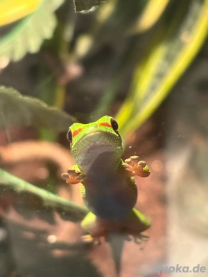 Großer Madagaskar Taggecko phelsuma grandis