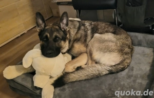 Ostdeutscher Schäferhund DDR Linie 