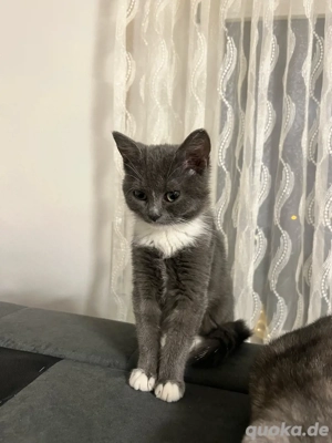 wunderschöne katzen 