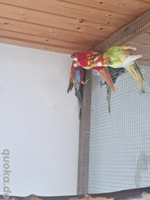 Gebe Junge Rosellasittche von 2025 ab. 