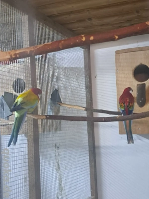 Gebe 1 Paar Rosellasittche 1.0 Goldengold 0.1 Opalin Pastell spalt Goldengold 