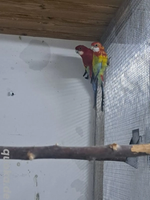 Gebe 1.ZP Rosellasittche 