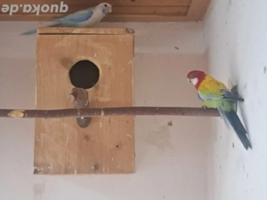 Gebe 1.ZP Rosellasittche in Goldengold u. Blau Opalin 