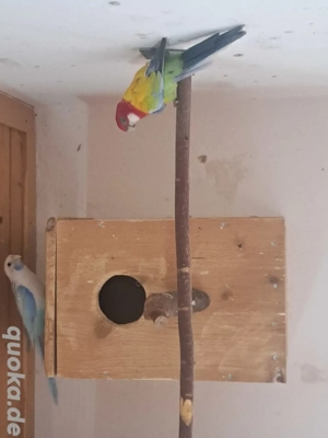 Gebe 1.ZP Rosellasittche in Goldengold u. Blau Opalin 