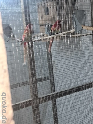 Gebe 1.ZP Rosellasittche in Opalin Goldengold  Bild 4