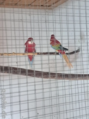 Gebe 1.ZP Rosellasittche in Opalin Goldengold. 