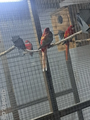 Gebe 1.ZP Rosellasittche in Opalin Goldengold  Bild 3