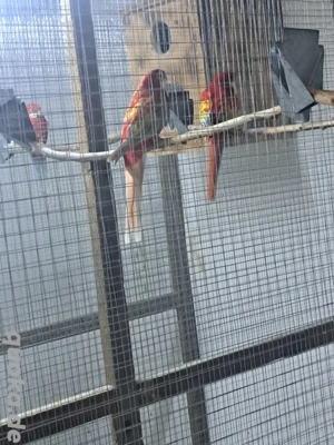 Gebe 1.ZP Rosellasittche in Opalin Goldengold  Bild 2