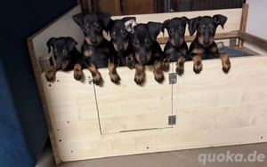 Manchester Terrier Welpen Abgabebereit 