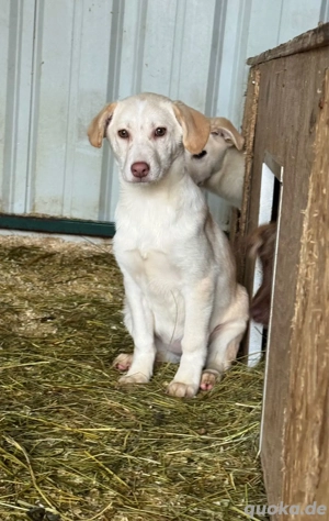 Vanilla - leise Neugier, großes Kuschelherz