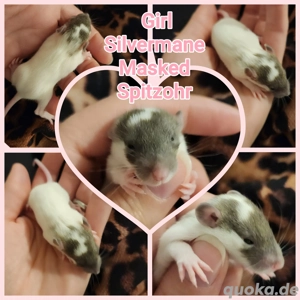 Ratten Babys Farbratten sehr menschenbezogen und kinderlieb 