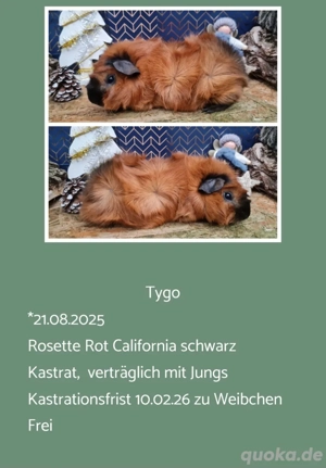 Kastrat Meerschweinchen US Teddy Rosetten 