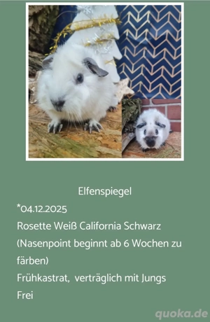 Frühkastrat Meerschweinchen Rosette