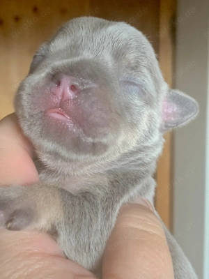 Premium Französische Bulldoggen Welpen aus promovierter Zucht 