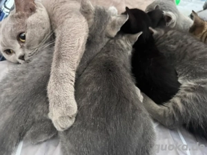 BKH Kitten ab 15.01 abgabe bereit