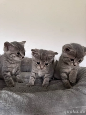 BKH Kitten ab 15.01 abgabe bereit