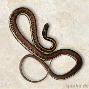 1.1 thamnophis proximus rubrilineatus