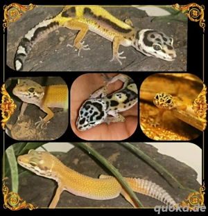 Regelmäßig Leopardgecko Jungtiere abzugeben