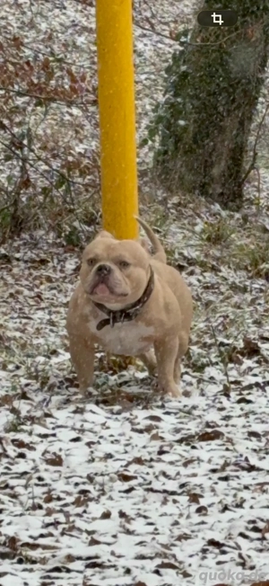 Deckrüde Ares (American Bully ) 