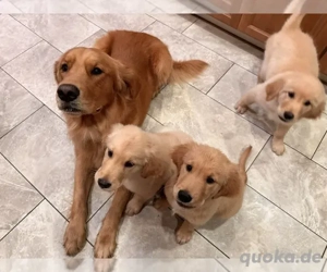 entzückende Golden-Retriever-Welpen suchen ein liebevolles Zuhause.