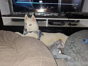 Süße weiße Husky Rüden