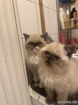 Zwei männliche Perserkätzchen, 3 Monate alt