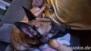 Rohdiamant sucht ein liebevolles Zuhause 