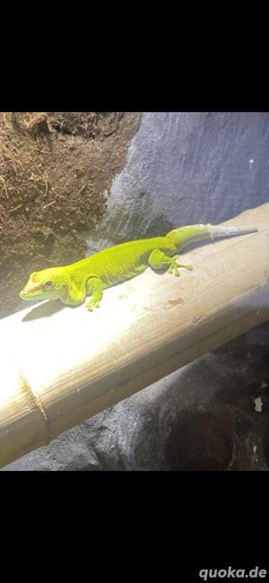 Phelsuma grandis 1.1 Paar abzugeben Bild 3