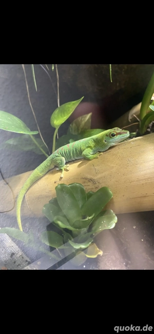Phelsuma grandis 1.1 Paar abzugeben Bild 2