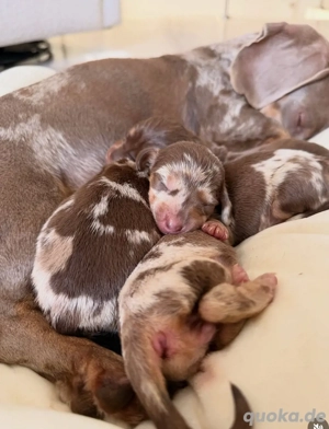 Bunte Dackelwelpen suchen jetzt ein Zuhause.