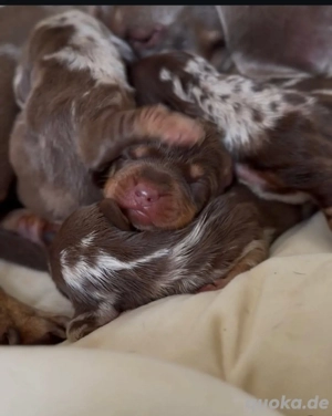 Die entzückenden Dackelwelpen sind jetzt bereit.