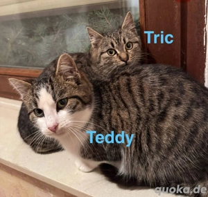 Teddy und Tric, auf leisen Pfoten # Tierschutz 