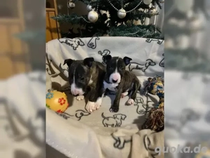 Miniatur Bullterrier Welpen