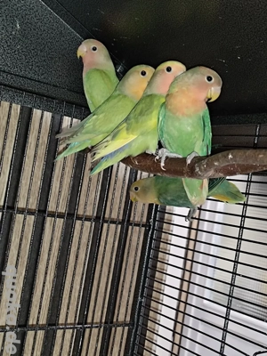 Papagei Vögel Rosenköpfchen 