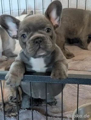 Französische Bulldoggenwelpen