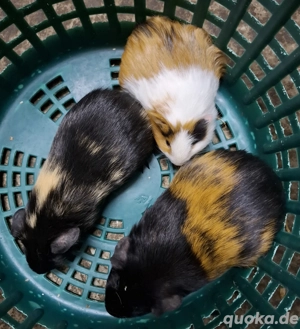 Meerschweinchen Weibchen  Bild 3