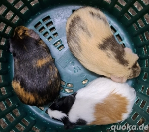 Meerschweinchen Weibchen  Bild 2