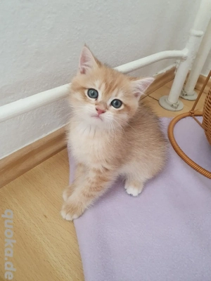 Süße bkh katzenbabys