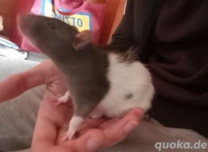 Ratte Männchen 